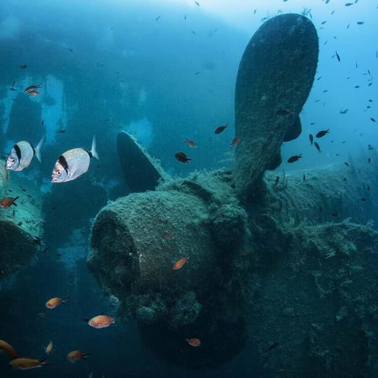 Discover the famous Zenobia wreck, one of the best dive sites in the world, with Triton Adventures. Book your guided dive to explore this iconic sunken ship.