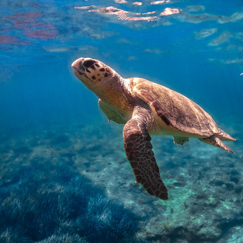 Explore the crystal-clear waters of Green Bay with Triton Adventures – Book your guided snorkeling or boat tour for an unforgettable experience.
