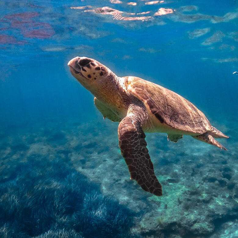 see sea turtles in the sea in cyprus and swim next to a living dinosaur