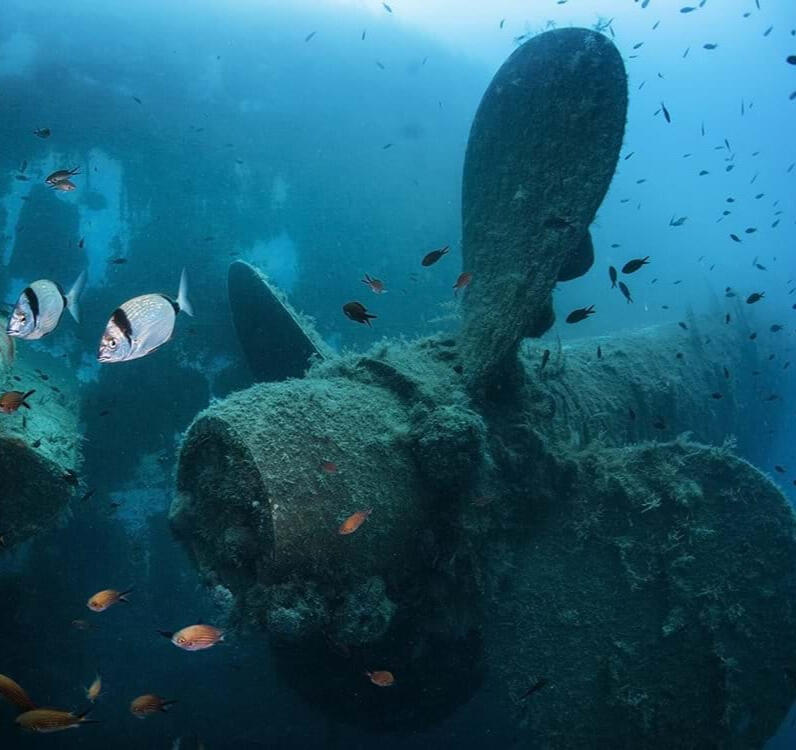 see sea turtles in the sea in cyprus and swim next to a living dinosaur