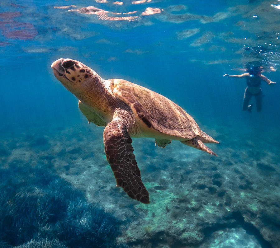 see sea turtles in the sea in cyprus and swim next to a living dinosaur
